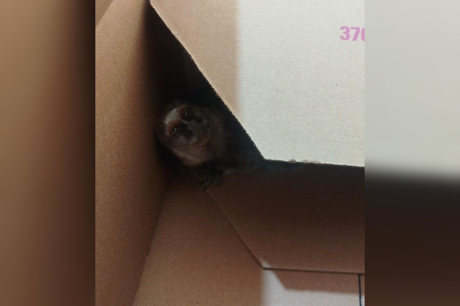 Sagui é resgatado dentro de hospital infantil em Jundiaí; saruê filhote e porco-espinho também foram encontrados