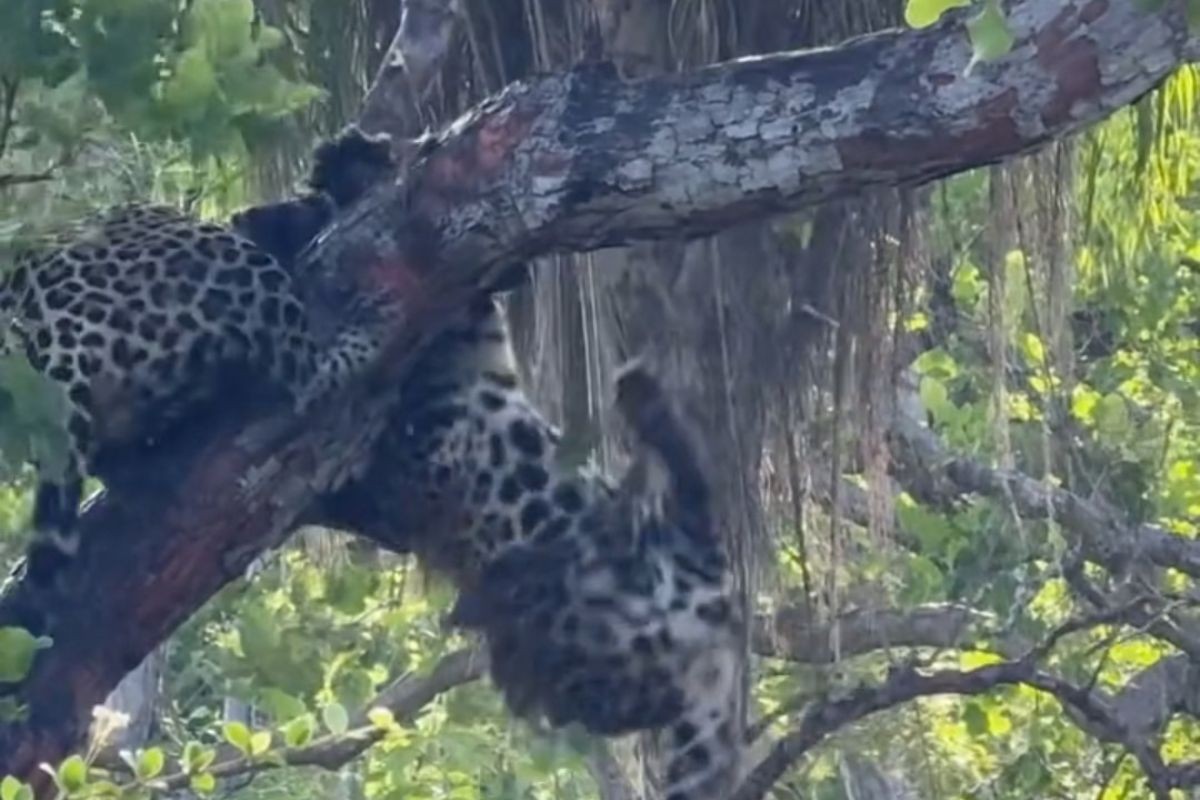 VÍDEO: encontro entre gerações de onças-pintadas vira briga em árvore no Pantanal