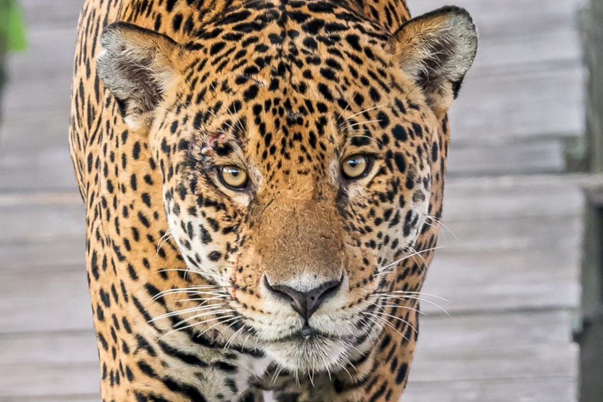 COP15: Onça-pintada cruza países sem perceber fronteiras e vira destaque em debate internacional