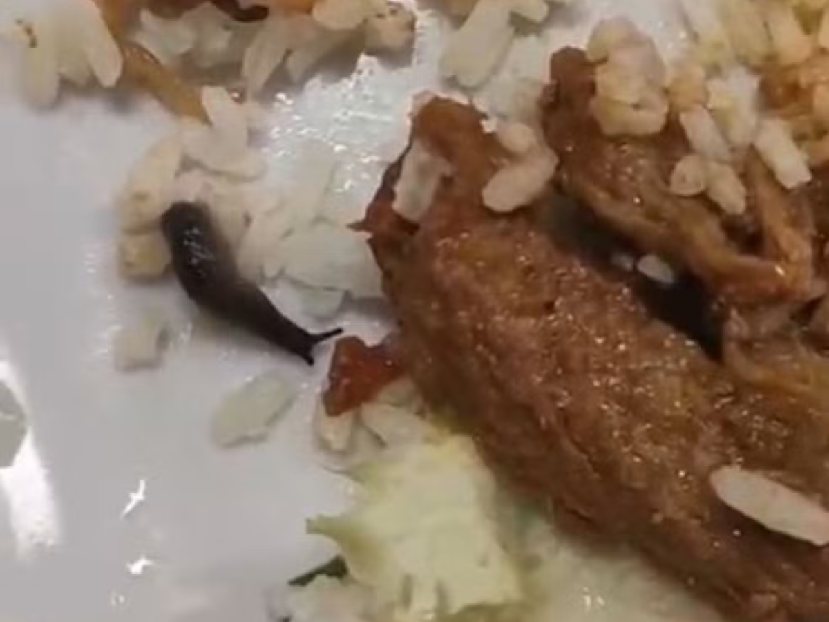 VÍDEO: lesma viva é achada em prato de comida servido no Cefet-MG em Divinópolis