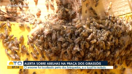 Corpo de Bombeiros dá dicas de como se proteger de enxame de abelhas