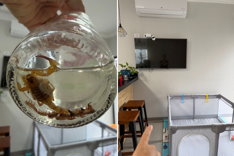 Escorpiões caíram de ar-condicionado e quase atingiram bebê — Foto: Willian Vinícius/Arquivo pessoal