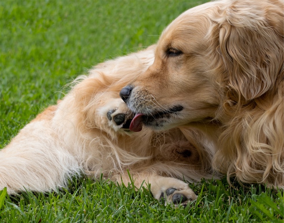 Cachorro lambendo a pata em excesso: causas, sinais de alerta e como tratar  | Popular Pet | G1