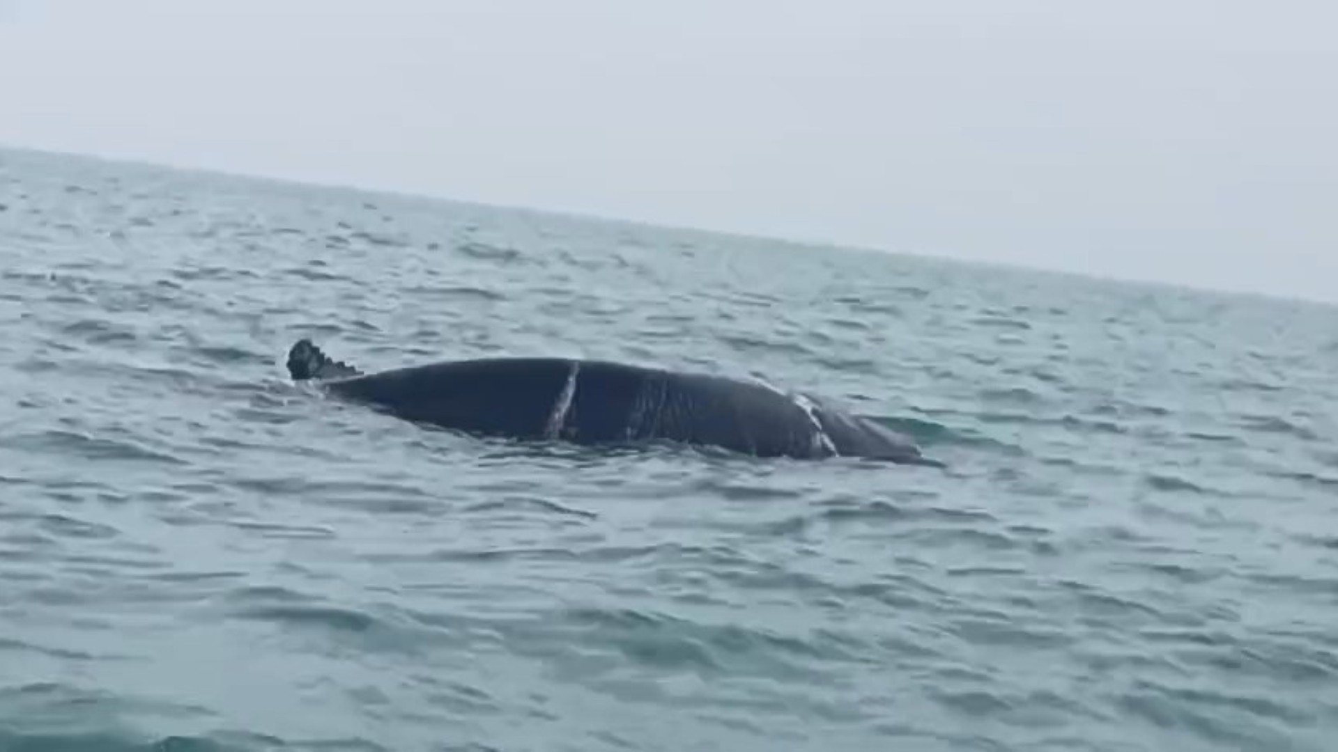 VÍDEO: baleia-jubarte presa em rede de pesca é salva por guarda-vidas em Guarapari