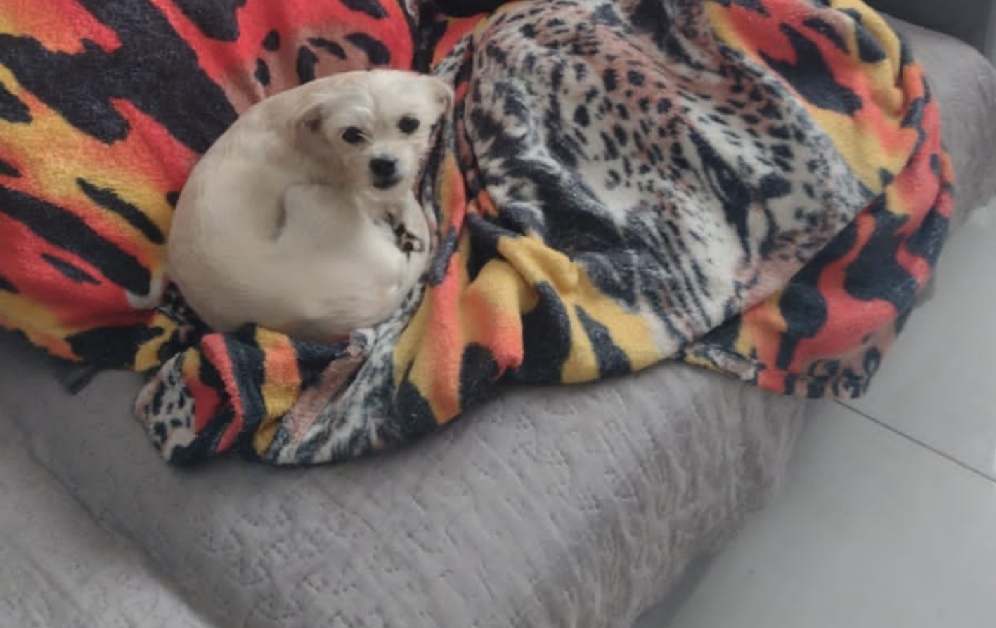 Cachorra resgatada de agressões foge da Divisão de Bem-Estar Animal e mobiliza força-tarefa em Ribeirão Preto