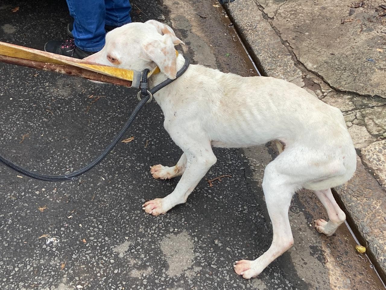 CCZ encontra um cão morto e outros quatro em situação de maus-tratos em casa de Piracicaba