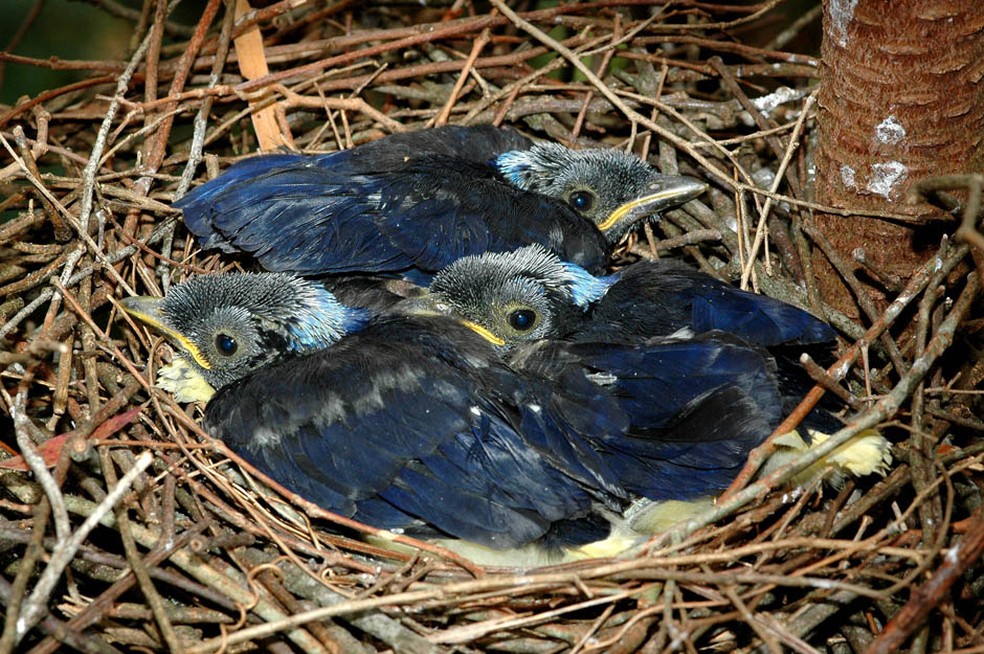 Na reprodução das gralhas são postos entre 4 e 7 ovos, que darão fruto aos filhotes que já apresentam tons azuis desde jovens — Foto: Rudimar Narciso Cipriani