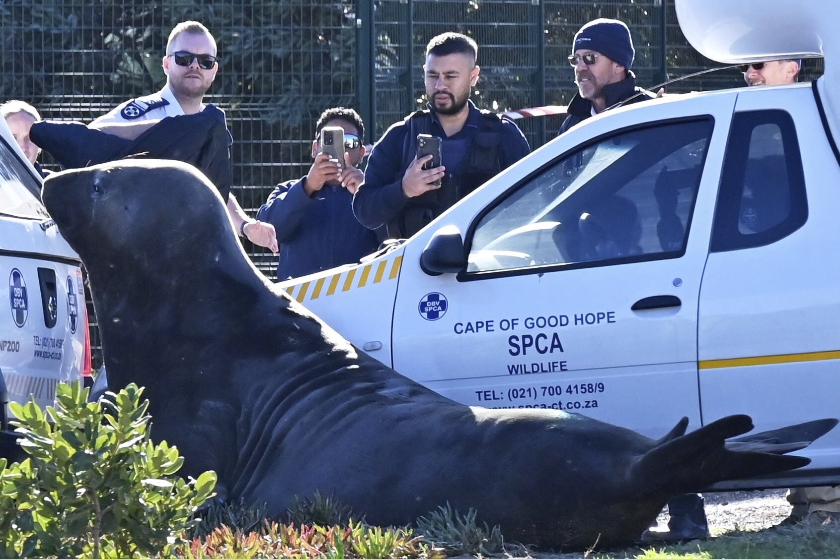VÍDEO: elefante-marinho 'invade' ruas na África do Sul e mobiliza operação de resgate