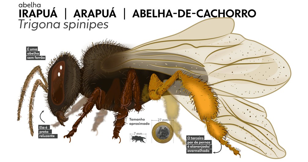 Abelhas sem ferrão: Irapuã (Trigona spinipes)