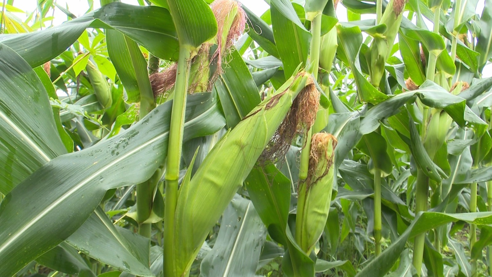 Cultivo de milho garante renda e fortalece agricultura familiar em Mucajaí