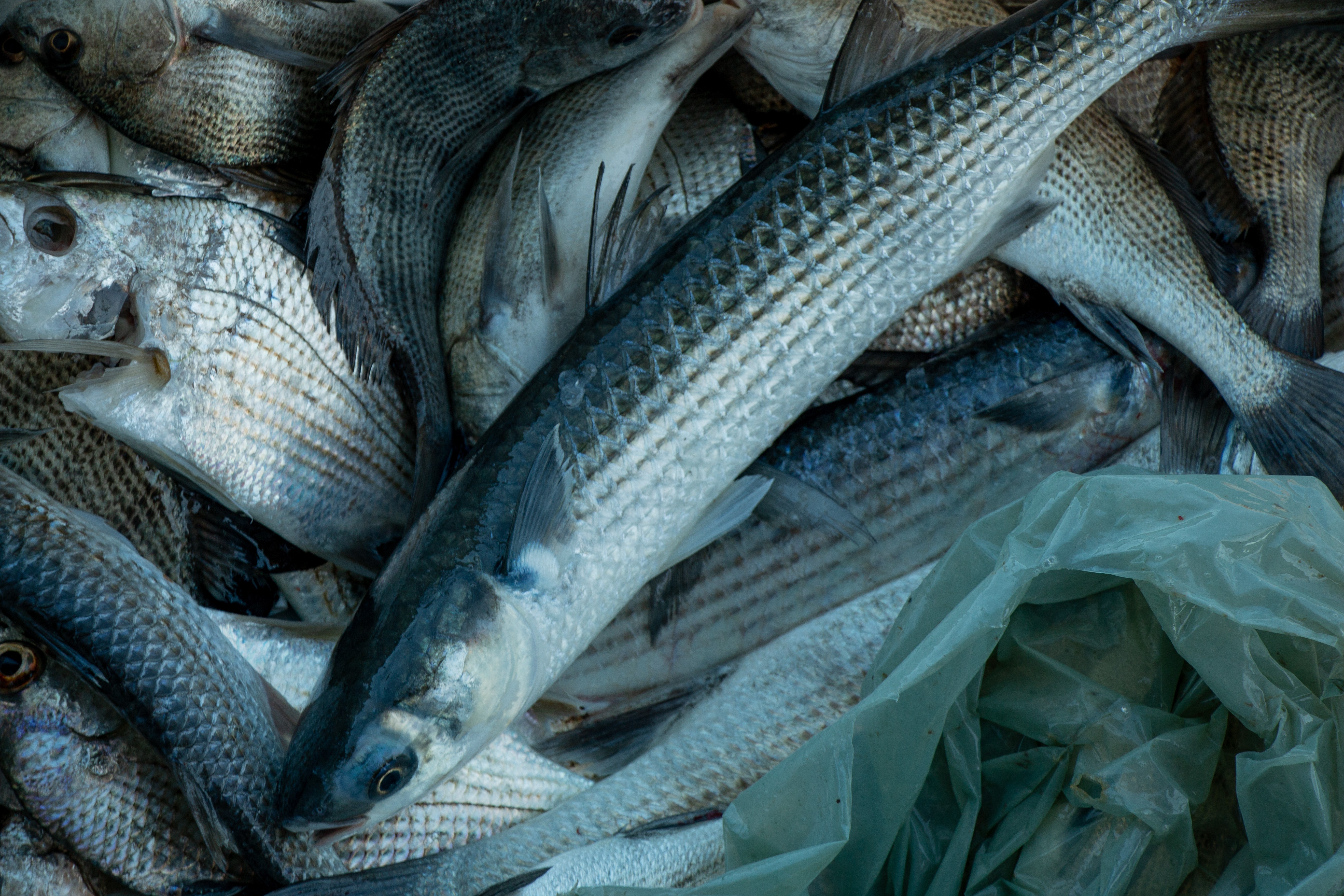 Peixes têm 'impressão digital' que revela de onde vieram, mostra estudo; entenda