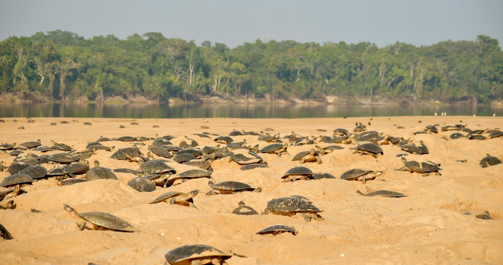 Urgente! Desova de tartarugas na Amazônia atrasa pelo 2º ano: entenda a crise