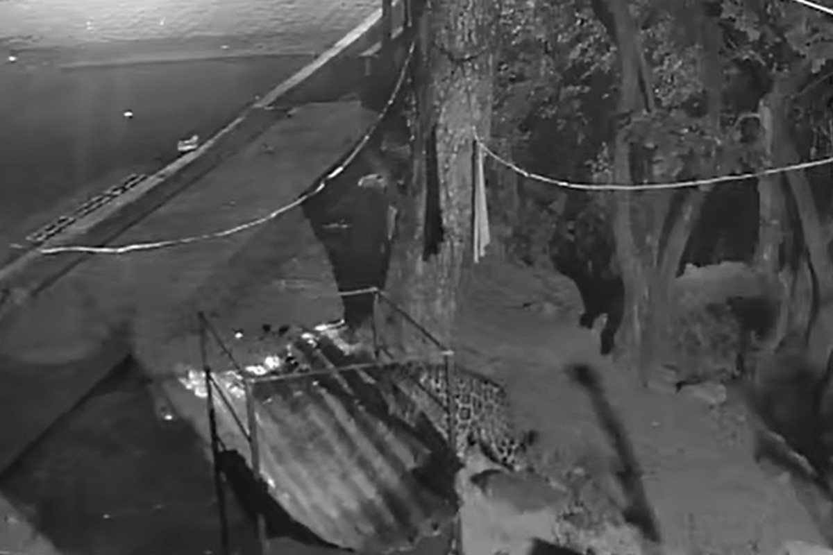 Cadela heroína que salvou filhote de ataque de onça morre em novo confronto com felino no Pantanal