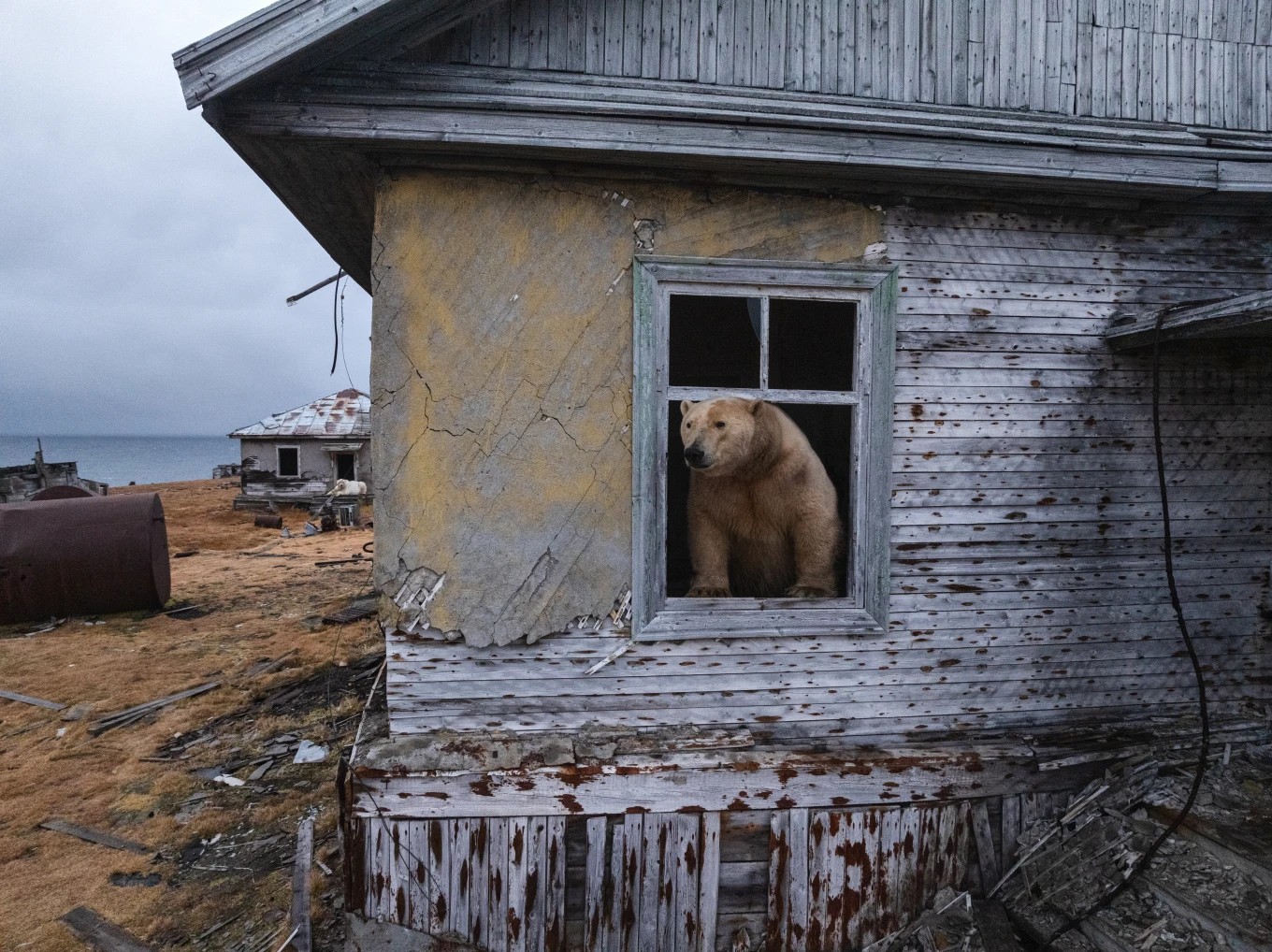 Imagens mostram ursos polares relaxando em casa em estação de pesquisa russa abandonada