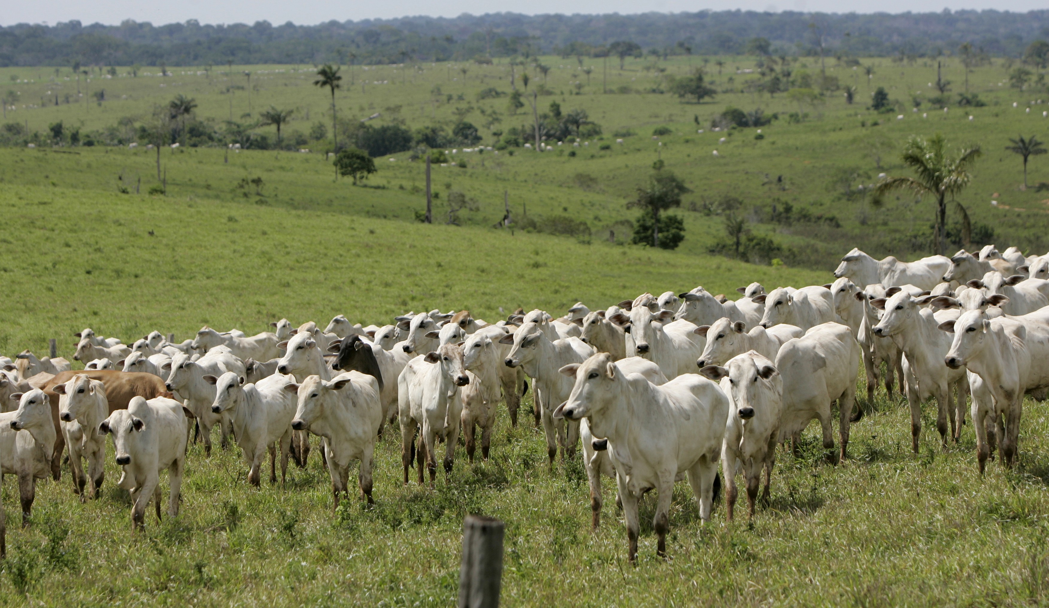 Casos de raiva em bovinos e equinos são registrados em Viçosa 