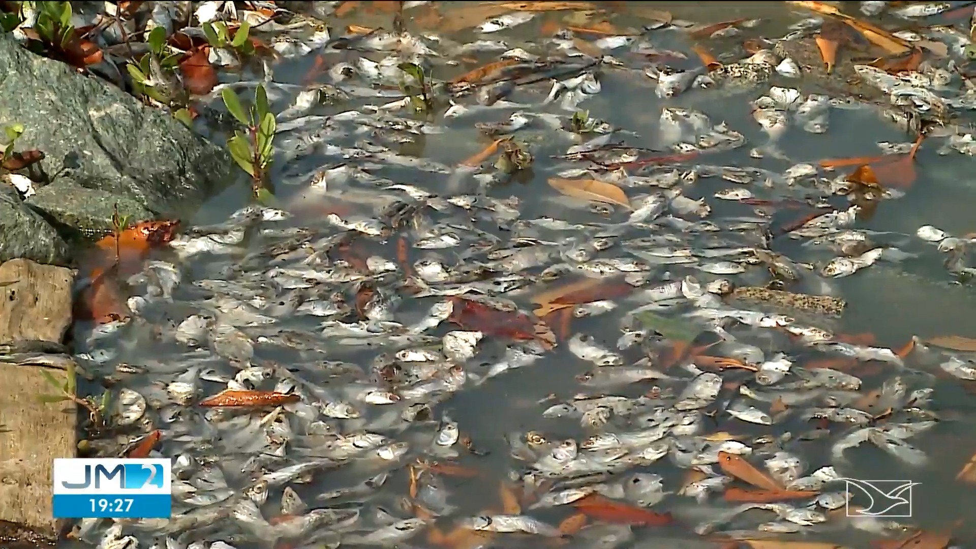 
Aquecimento da água do mar causa mortandade de sardinhas na Grande São Luís, apontam pesquisadores 