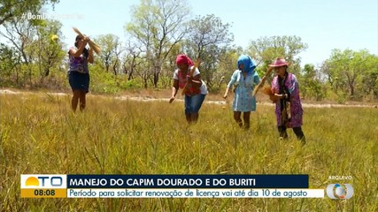Prazo para solicitar licença de manejo do capim dourado vai até 10 de agosto