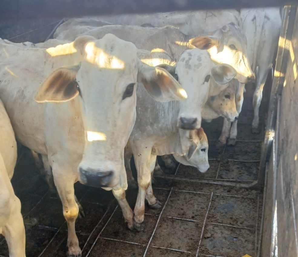 Bois furtados de fazenda foram encontrados em um caminhão em Planalto (SP) — Foto: Polícia Civil/Divulgação