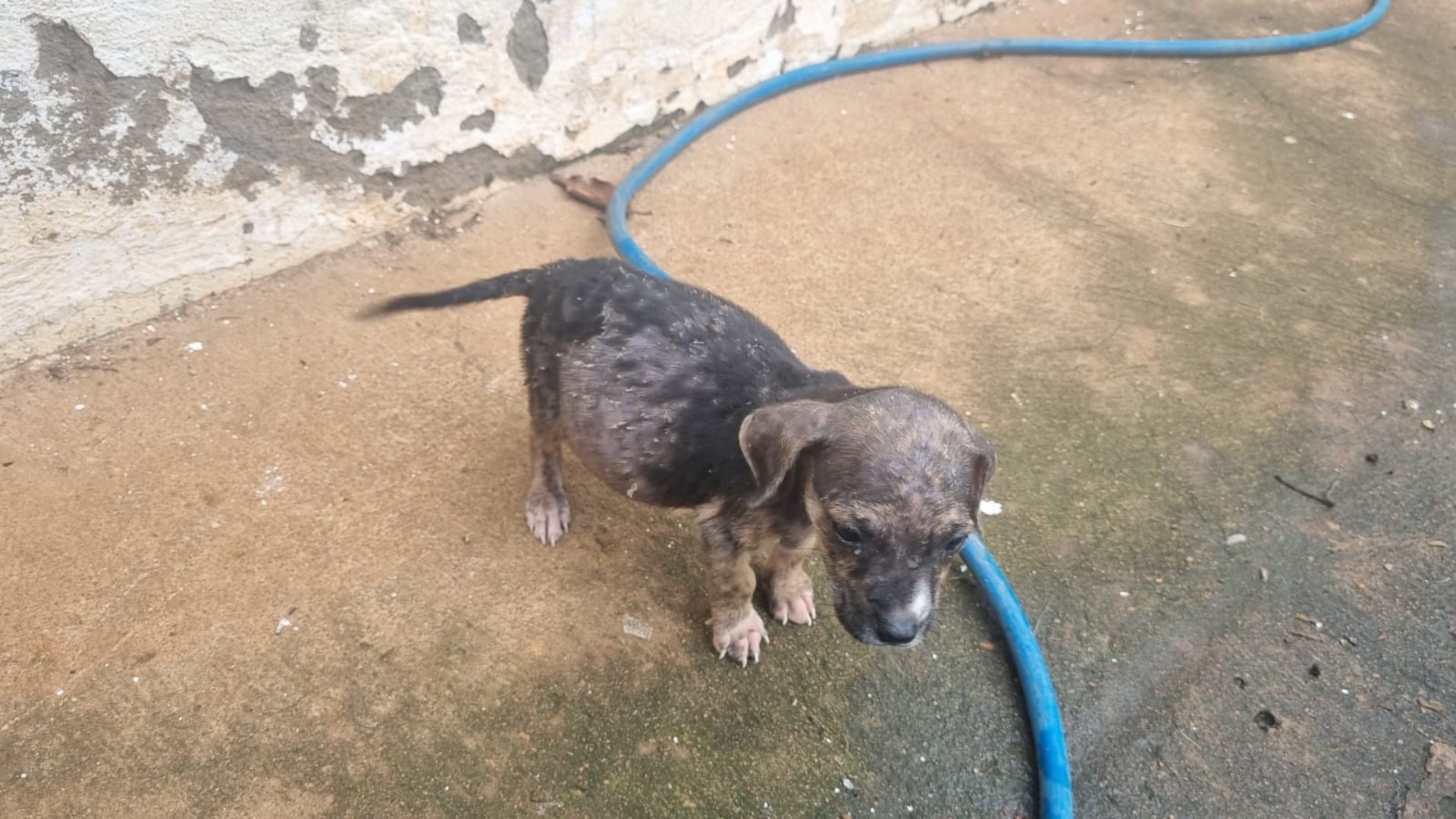 Mulher é presa por manter 22 cães em situação de maus-tratos em Uberlândia