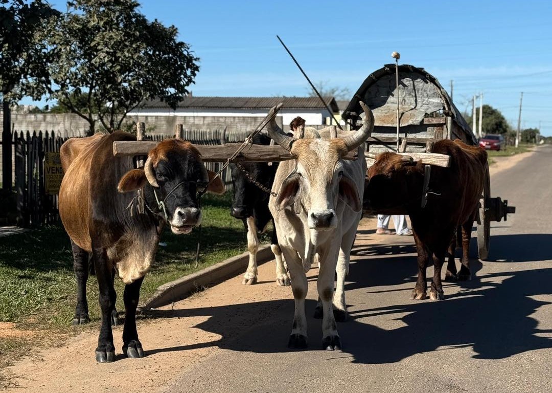 Carreteiros percorrem 56 km para vender hortaliças em São Gabriel