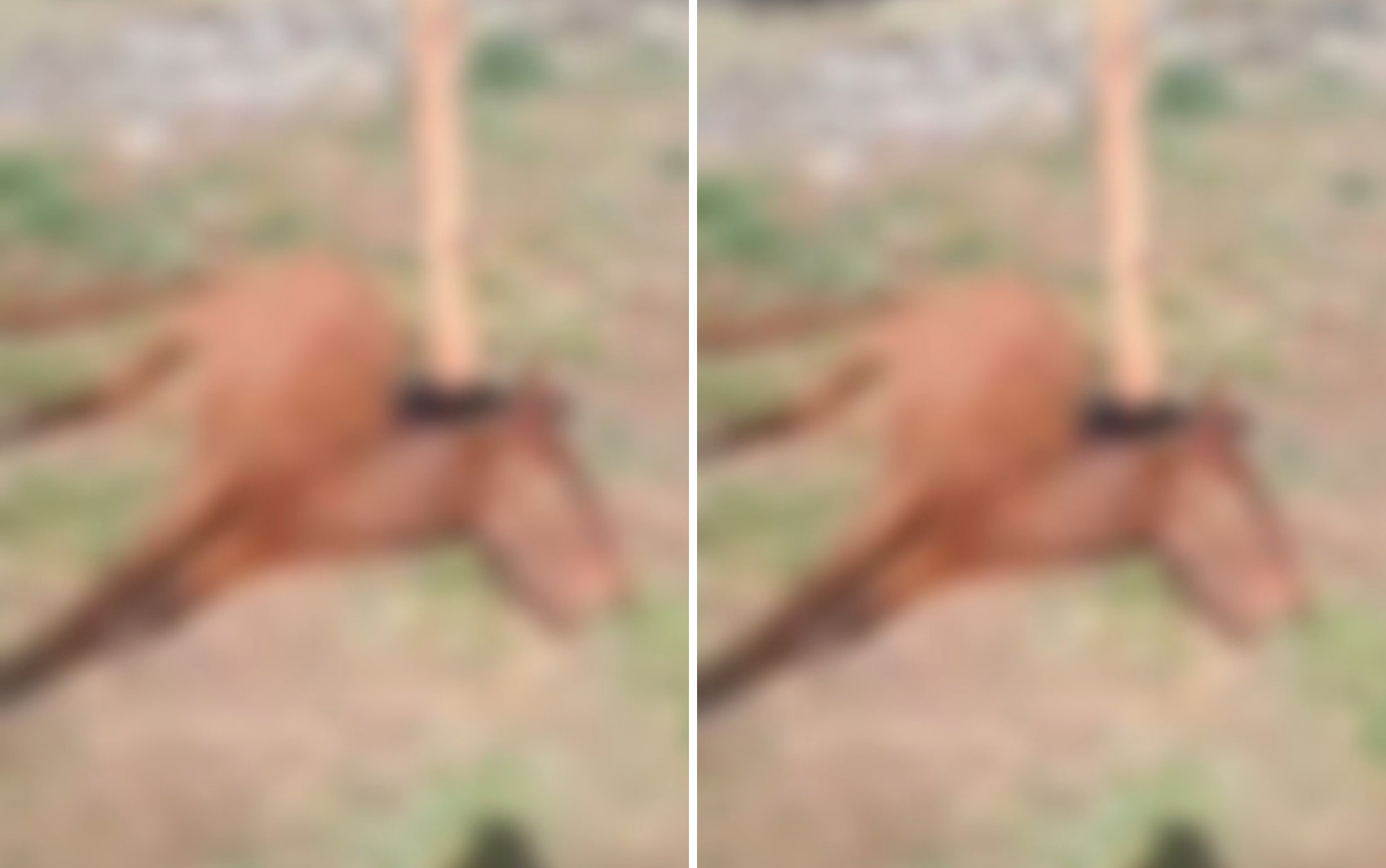 Cavalo é encontrado morto após ficar amarrado em campo de futebol em Ribeirão Preto, SP
