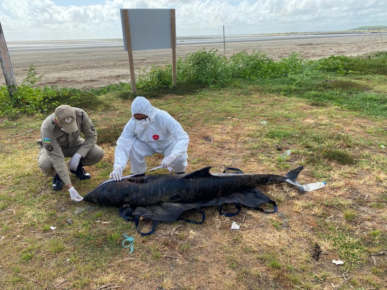 Golfinho-cabeça-de-melão, espécie rara, aparece morto no litoral do Amapá
