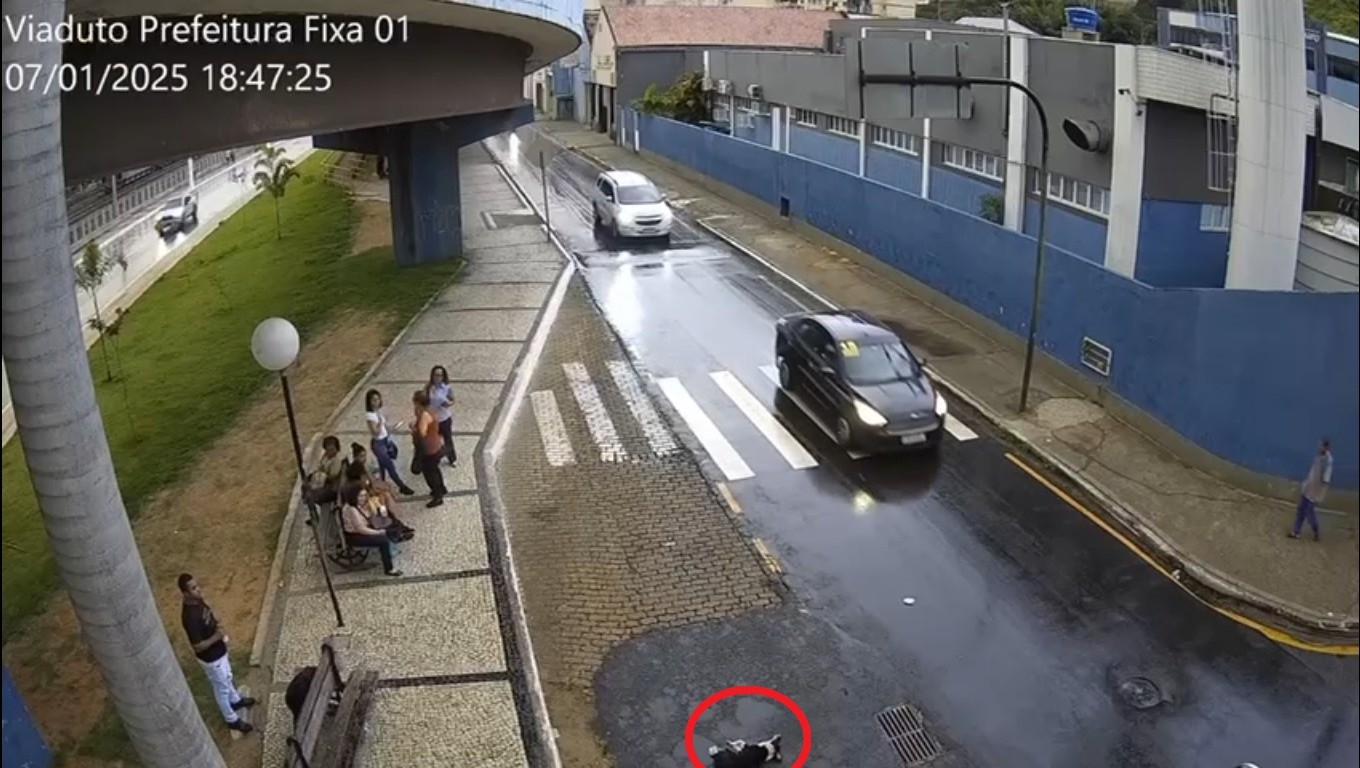 VÍDEO: Cachorro é arremessado de viaduto em Barra Mansa, no RJ