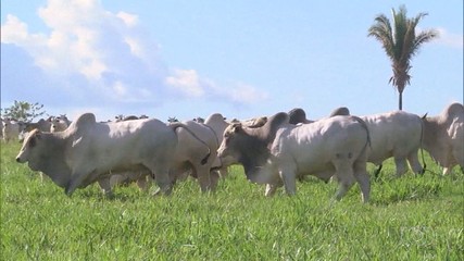 Confira o giro de notícias do agro para todo estado