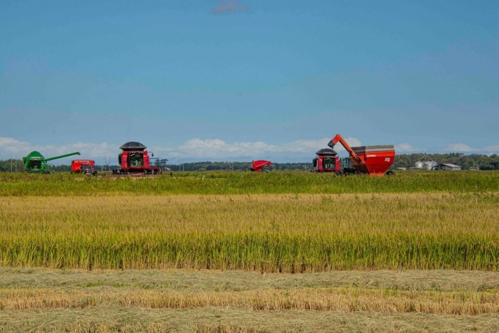 Colheita do arroz no Rio Grande do Sul. — Foto: Fernando Dias/Ascom Seapdr