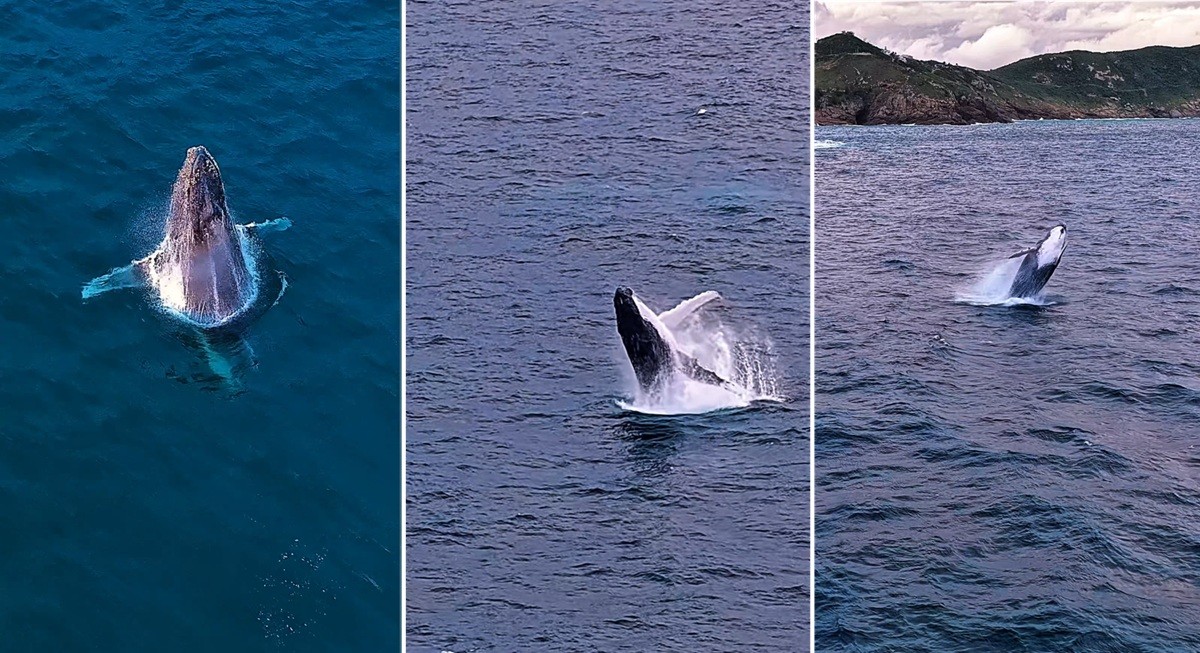 Baleia-jubarte faz mais de dez saltos e encanta turistas em Arraial do Cabo