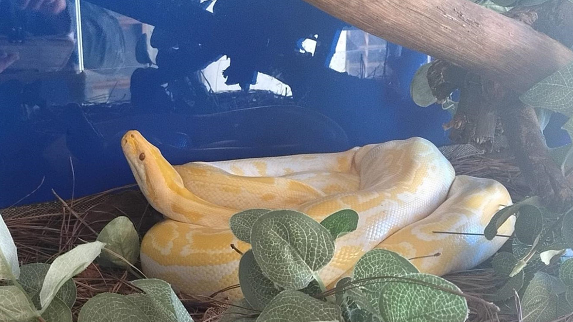 Suspeito é multado em R$ 3 mil por posse irregular de píton albina e ouriços em Araçatuba