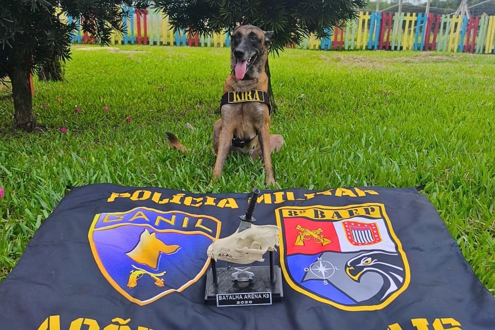 Kira, cadela policial de Presidente Prudente (SP), foi destaque em torneio internacional — Foto: Divulgação/8º Baep