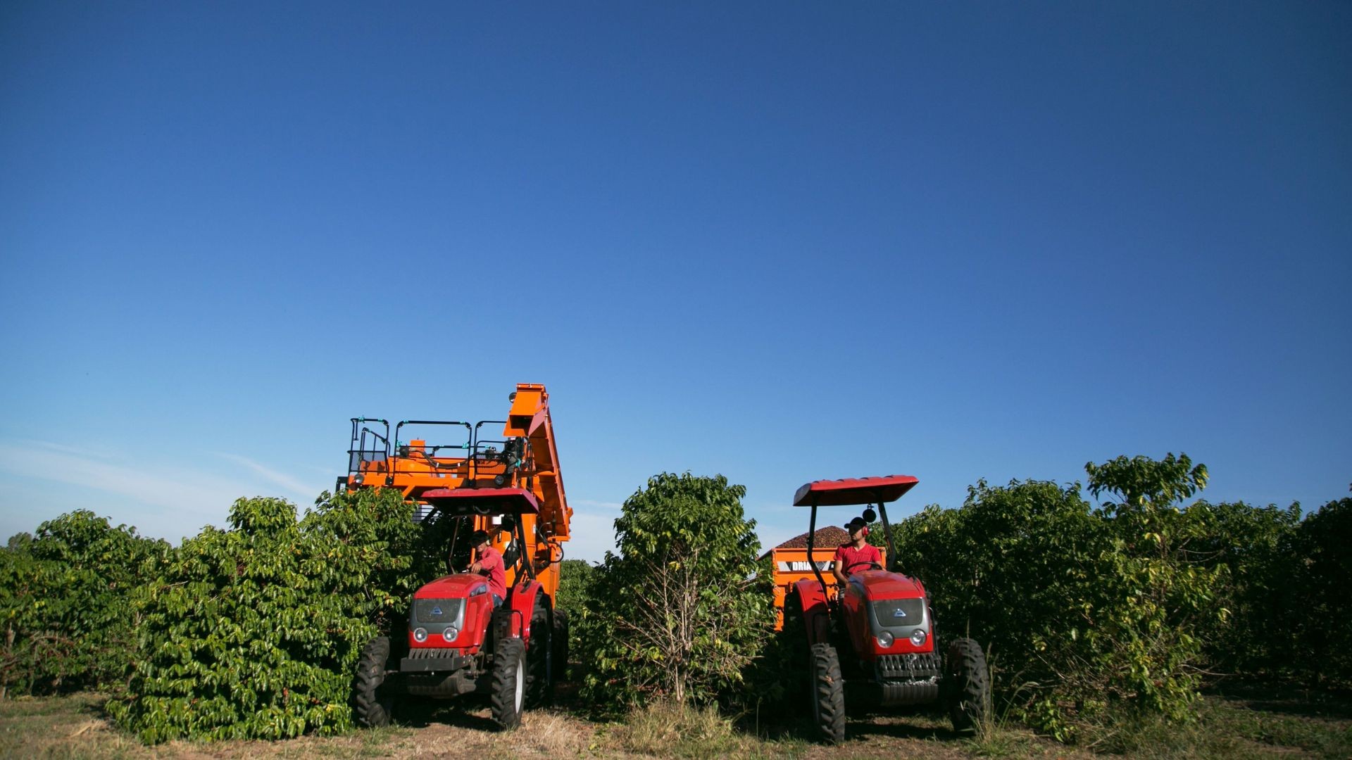 Cafés especiais do centro-oeste e oeste de SP são premiados como melhores do estado