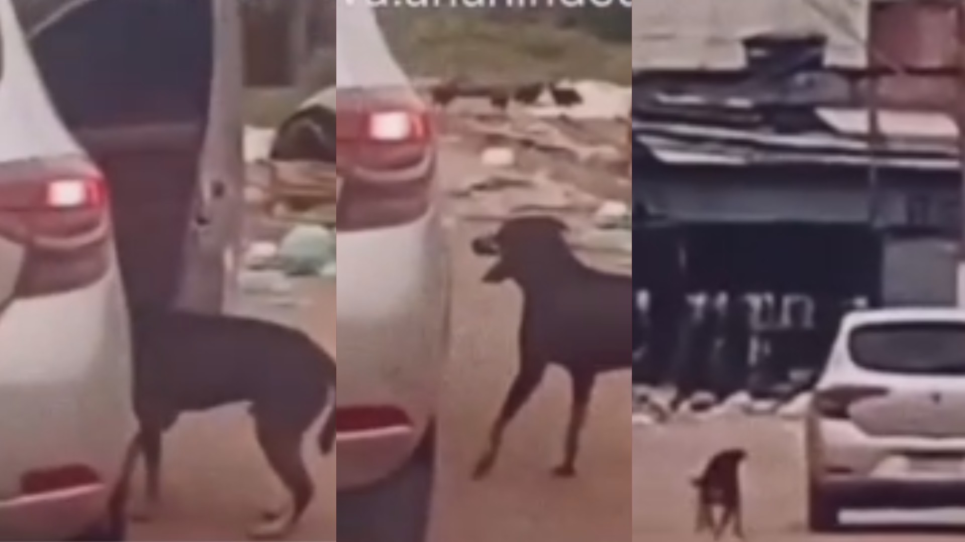 Cachorro é abandonado na avenida Bernardo Sayão, em Belém