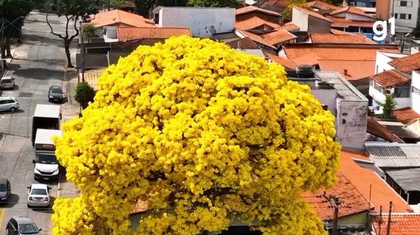 VÍDEO: Ipês-amarelos florescem e chamam a atenção em São José dos Campos, SP