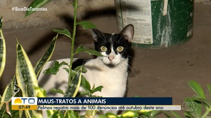 Palmas registra mais de 100 denúncias de casos de maus-tratos a animais em 2025