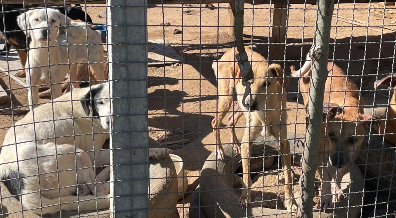 ONG de Sorocaba é alvo de busca e apreensão por suspeita de maus-tratos a animais