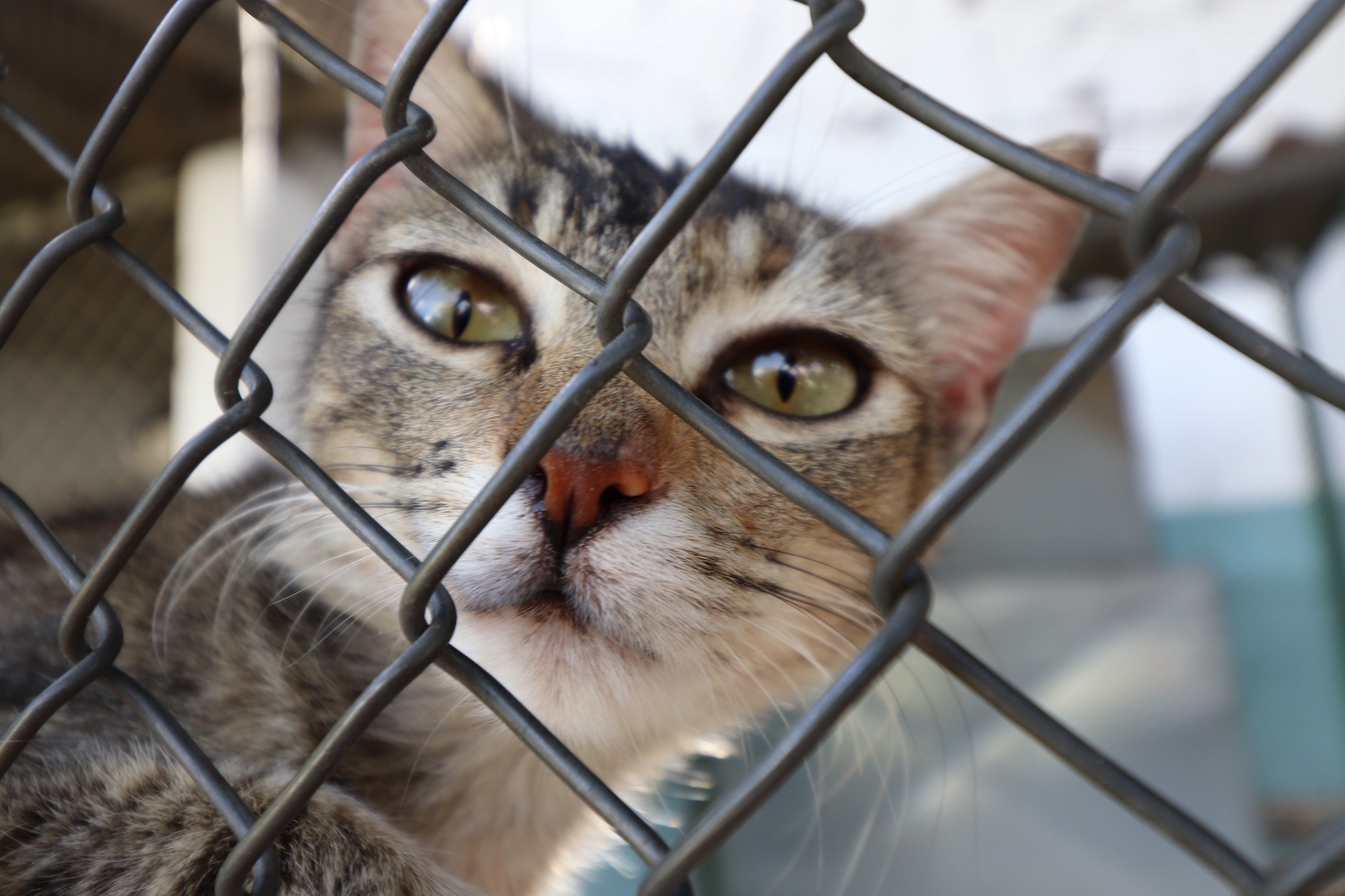 Lei que proíbe manter cães e gatos presos em correntes é sancionada em Sergipe