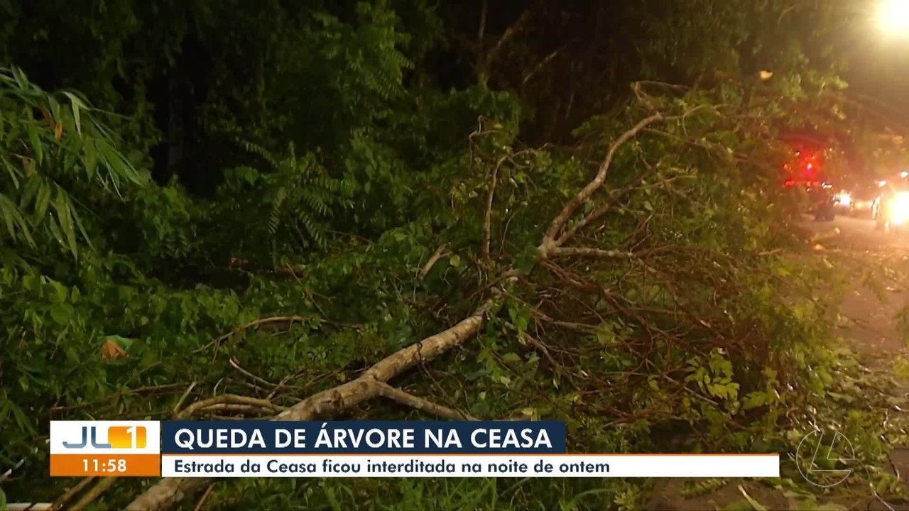 Queda de árvore interdita estrada da Ceasa após forte chuva em Belém