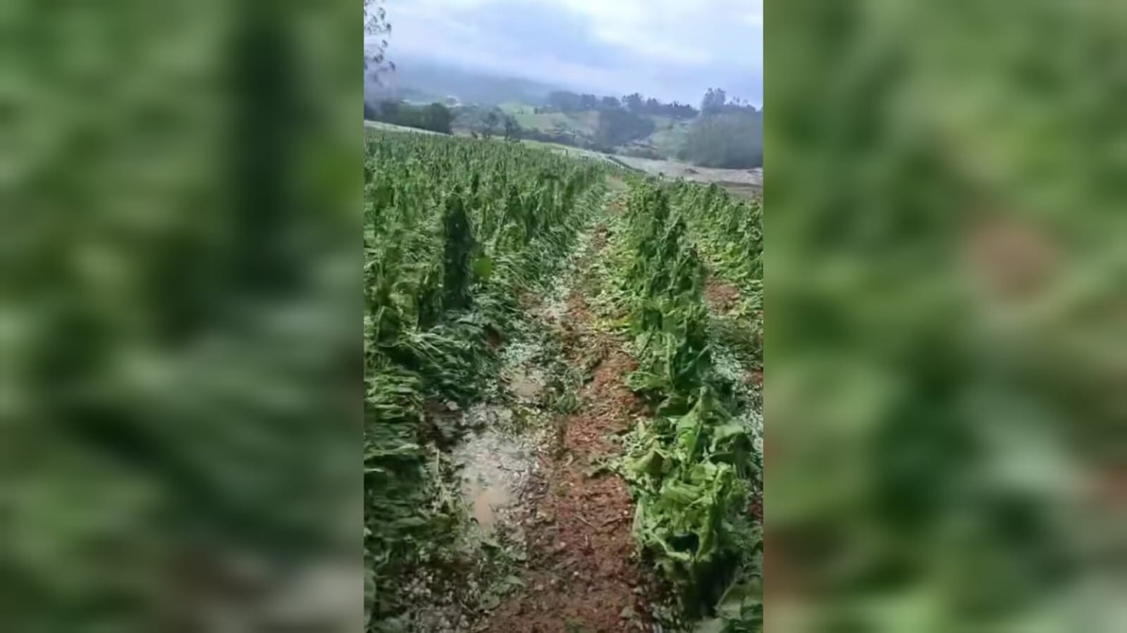 Temporais em SC arrancam telhados de delegacia e supermercado, e granizo destrói lavouras; VÍDEO