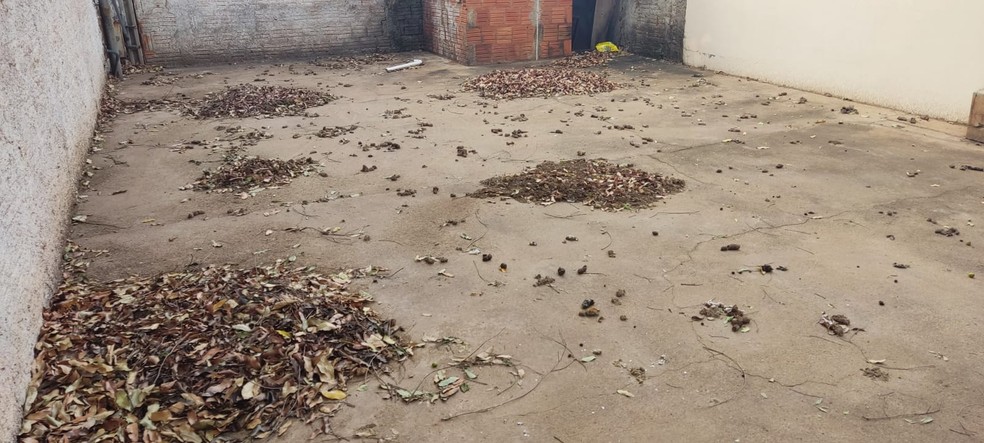 Cachorros com sinais de maus-tratos são encontrados e dono é recebe multa de R$ 12 mil — Foto: Polícia Ambiental