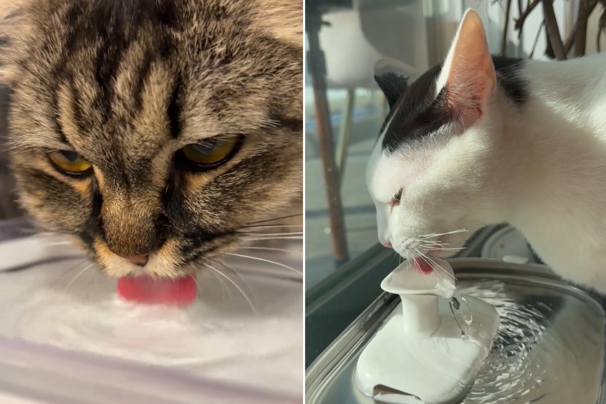 Por que os gatos bebem pouca água? Origem da espécie ajuda a explicar hábito que pode trazer riscos à saúde