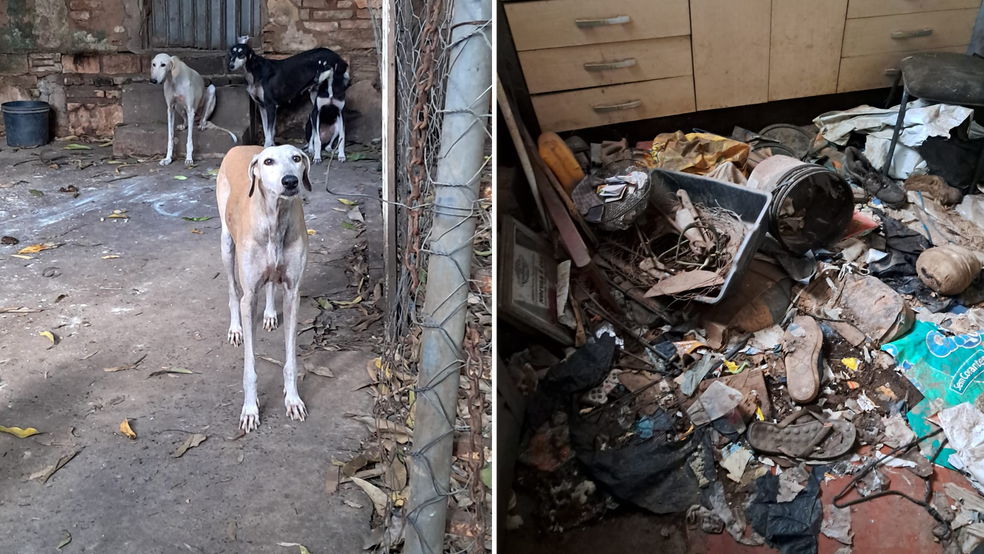 Policiais civis e agentes do Centro de Zoonoses resgataram 17 c&atilde;es presos em um terreno sujo e sem alimentos, na segunda (16), em Ara&ccedil;atuba: homem foi preso por maus-tratos &mdash; Foto: Pol&iacute;cia Civil/Divulga&ccedil;&atilde;o