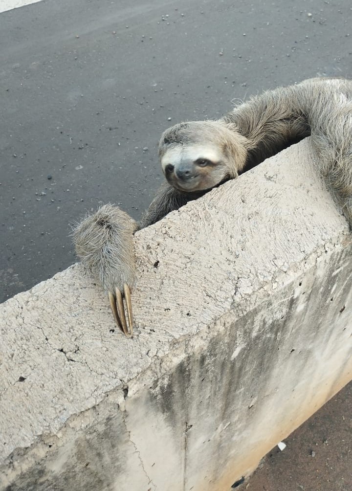 Em três dias polícia ambiental resgata três bichos-preguiça em áreas urbanas de Brasília