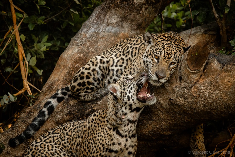 Os filhotes brincam, mordem e exploram o ambiente enquanto permanecem próximos de Medrosa. — Foto: Marcello Cavalcanti