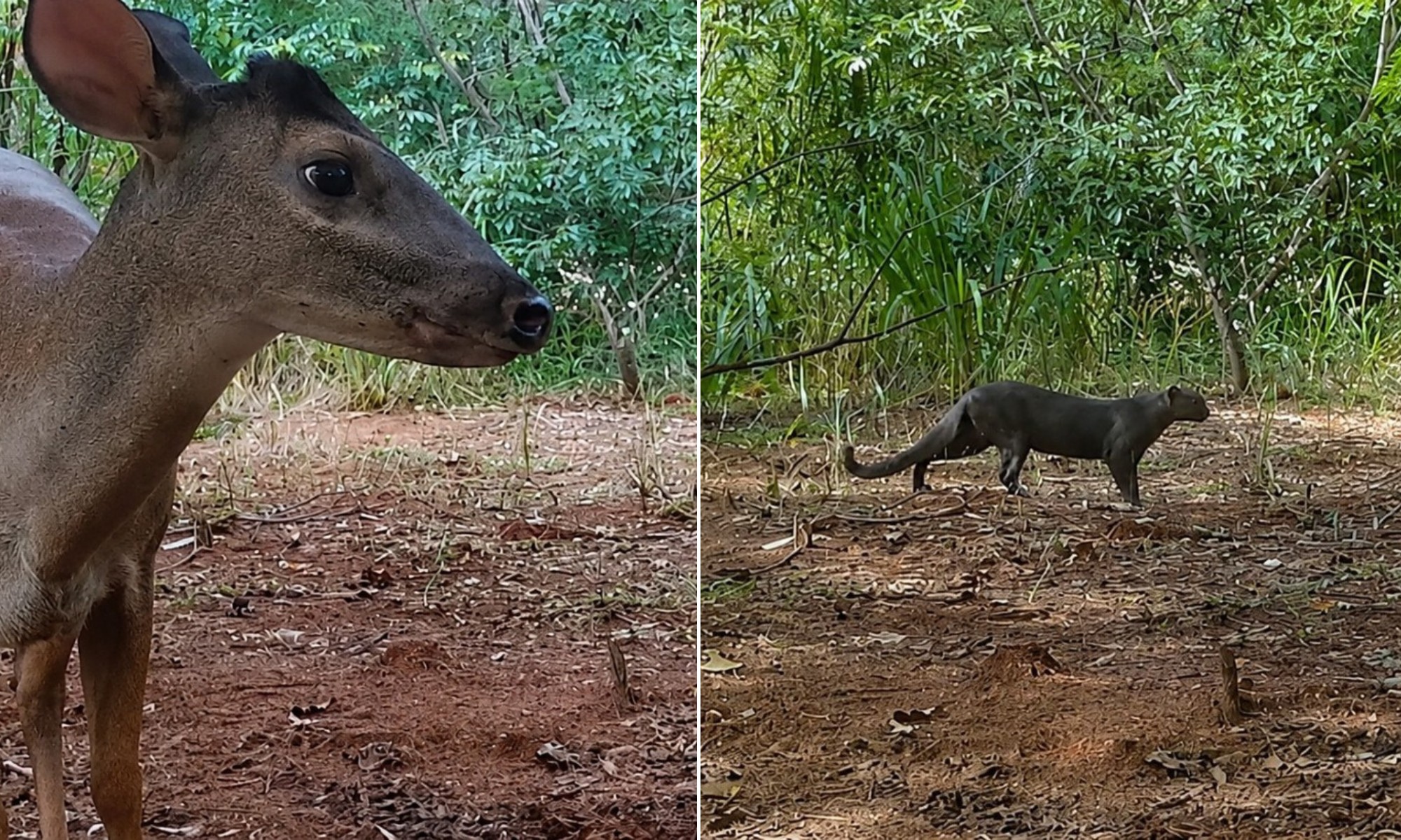 De pasto a floresta: área com 200 mil mudas já abriga onça-pintada, anta e gato-mourisco no interior de SP