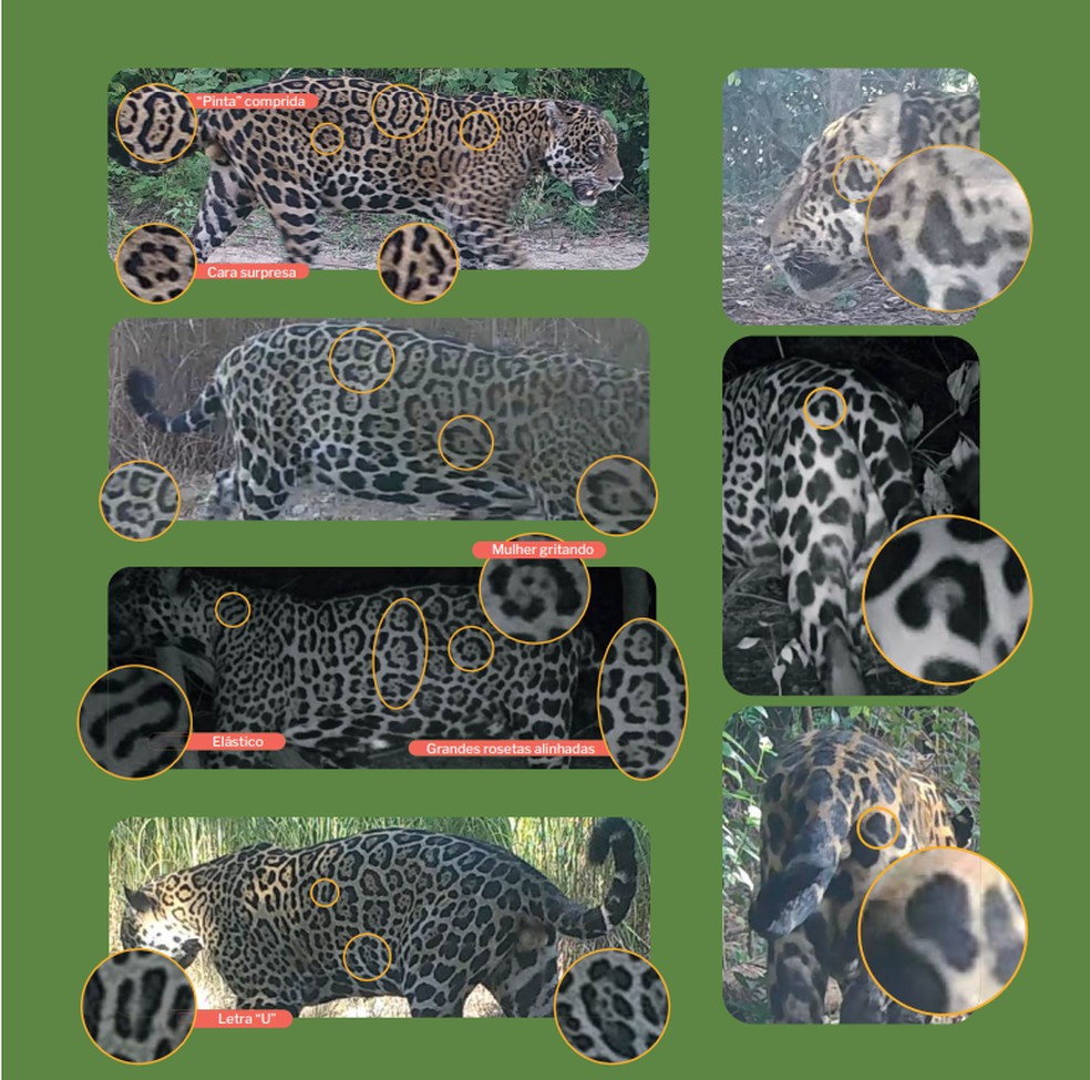 Manchas e pintas de uma onça-pintada no Pantanal de MT — Foto: Sesc Pantanal