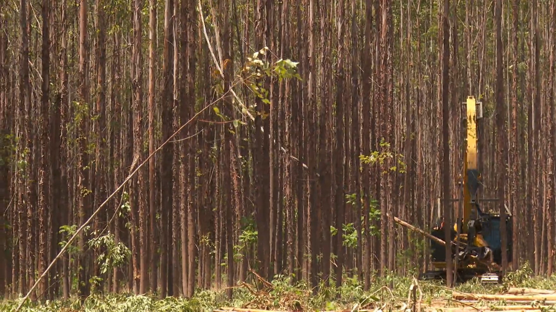 MG lidera produção de eucalipto para a indústria e responde por 84% do carvão vegetal no Brasil