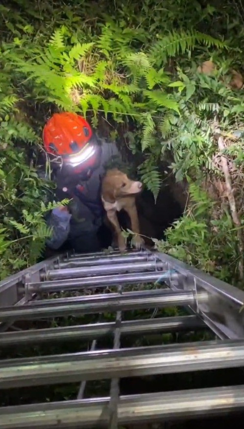 VÍDEO: Cachorro é resgatado após cair em poço de 3 metros de altura em São José dos Campos