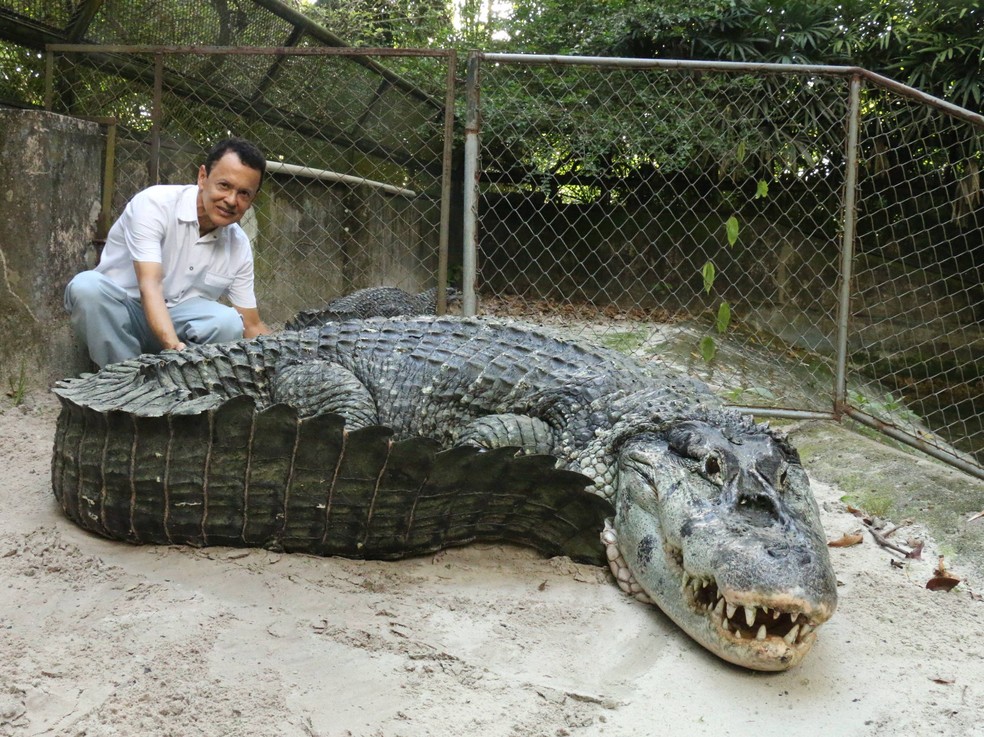 Antônio Messias Costa, veterinário do Parque Zoobotânico do Museu Paraense Emílio Goeldi, ao lado de Alcino — Foto: Museu Emilio Goeldi